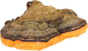 Image of Chage Mushroom