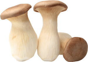 Image of King Trumpet Mushroom