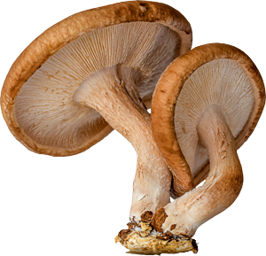 Image of Shitake Mushroom